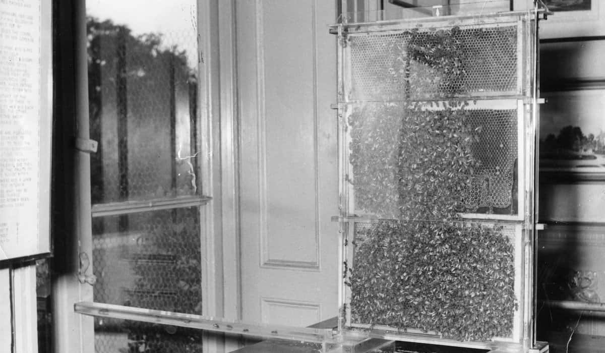 World Bee Day 2025 waggle dance co national lottery heritage
