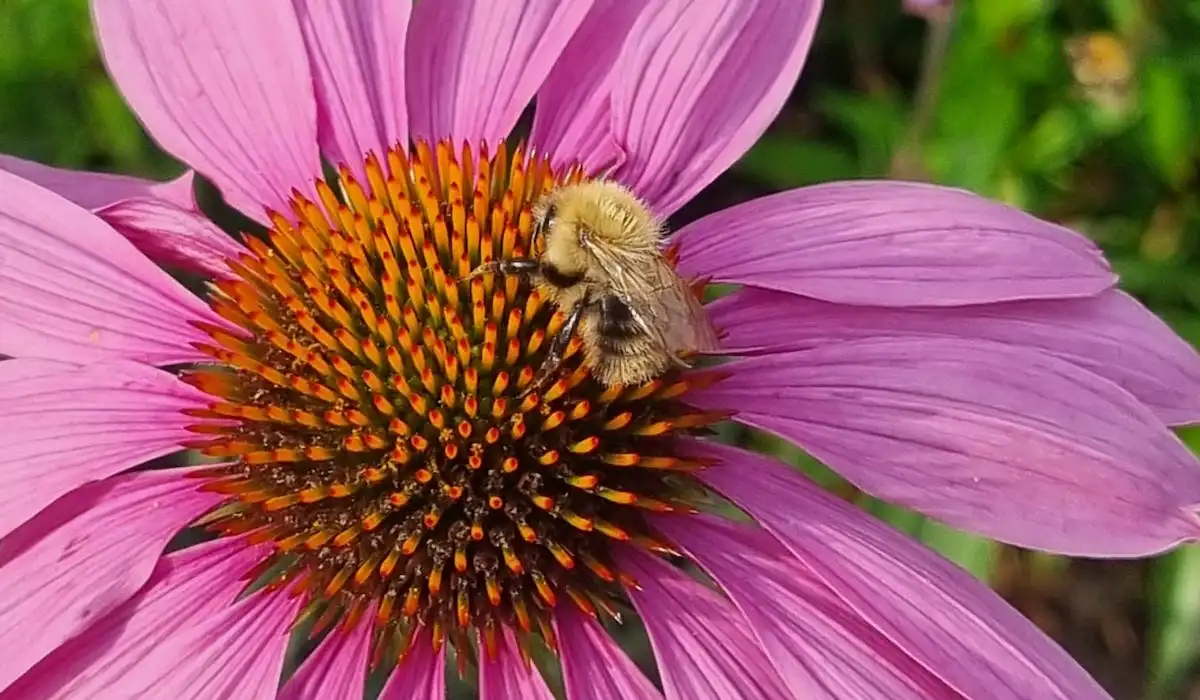 Resilience Waggle Dance Co