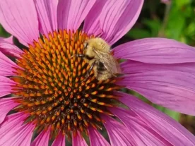 Resilience Waggle Dance Co
