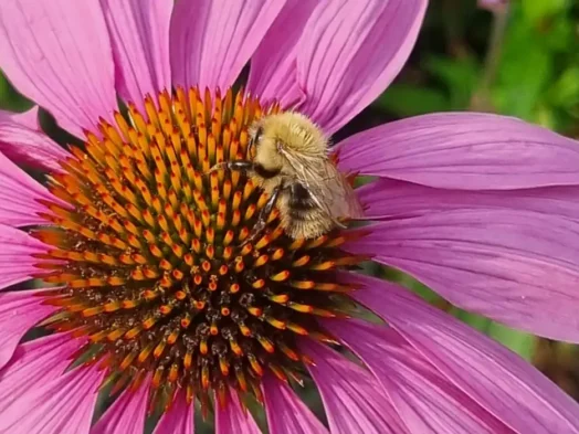 Resilience Waggle Dance Co