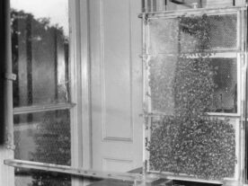 World Bee Day 2025 waggle dance co national lottery heritage