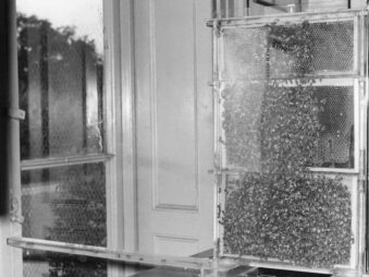 World Bee Day 2025 waggle dance co national lottery heritage {{brizy_dc_image_alt entityId=